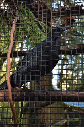 Raven named Aristophanes in the outdoor flight cage